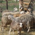 Заклано стадо оваца