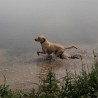 Забринутост због загађења вода на обалама