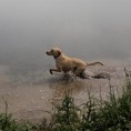 Забринутост због загађења вода на обалама