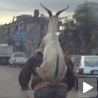 На леђима бициклисте коза се воза