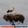 Гледаоци репортери (7. јун 2014)