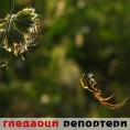 Гледаоци репортери (10. јун 2014)