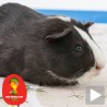 Морско прасе предвиђа мечеве Швајцарске