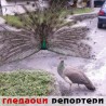 Гледаоци репортери (16. јун 2014)