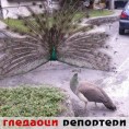 Гледаоци репортери (16. јун 2014)