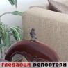 Гледаоци репортери (18. јун 2014)