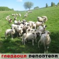 Гледаоци репортери (19. јун 2014)