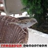Гледаоци репортери (23. јун 2014)
