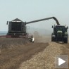 Жетва пшенице у Јужном Банату
