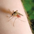 Инфекција вирусом Западног Нила могућа крајем јула