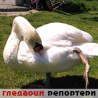 Гледаоци репортери (14. јул 2014)