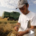 Слабији приноси и квалитет пшенице