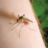 Потврђен први случај вируса Западног Нила