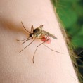Потврђен први случај вируса Западног Нила