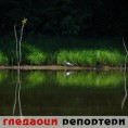 Гледаоци репортери (20. јул 2014)