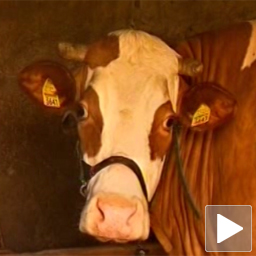 RTS :: Zanimljivosti :: Za neke krava, za neke heroj