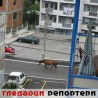Гледаоци репортери (23. јул 2014)