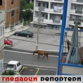 Гледаоци репортери (23. јул 2014)