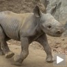 Има наде за црне носороге