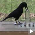 Генијална врана која зна Архимедов закон