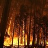 Шумски пожар бесни у Калифорнији