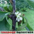 Гледаоци репортери (2. август 2014)