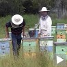 Мајске воде потопиле и мед и кошнице