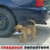 Гледаоци репортери (3. август 2014)