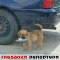 Гледаоци репортери (3. август 2014)