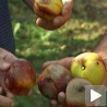 Воћари остају без плодова рада