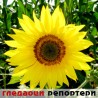 Гледаоци репортери (5. август 2014)