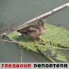 Гледаоци репортери (9. август 2014)