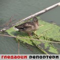 Гледаоци репортери (9. август 2014)