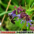 Гледаоци репортери (10. август 2014)