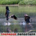 Гледаоци репортери (20. август 2014)