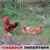 Гледаоци репортери (25. август 2014)