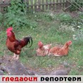 Гледаоци репортери (25. август 2014)