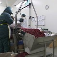 Боља обрада за већи извоз хране