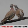 Гледаоци репортери (27. август 2014)