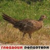 Гледаоци репортери (1. септембар 2014)