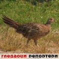 Гледаоци репортери (1. септембар 2014)