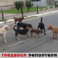 Гледаоци репортери (3. септембар 2014)