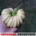 Гледаоци репортери (4. септембар 2014)
