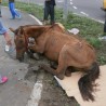 Измучени коњ одузет власницима