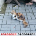 Гледаоци репортери (8. септембар 2014)