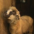 Угинуло 12 оваца од "плавог језика"