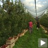 Препреке за извоз српских јабука