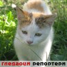 Гледаоци репортери (28. септембар 2014)