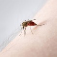 Заражени комарци  у десет општина у Србији