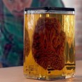Мозак као компас 